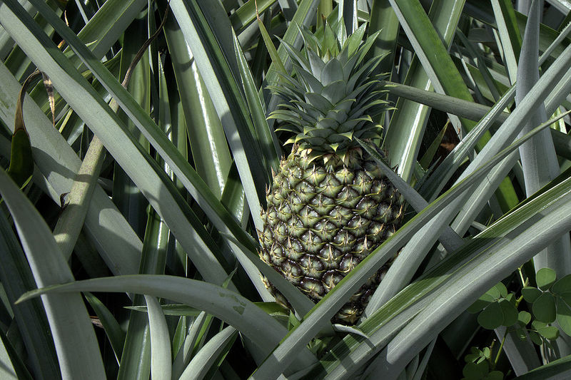 Стопа:Ananas.jpg