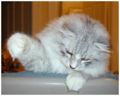 Thumbnail for version as of 10:10, 1 Травня 2010